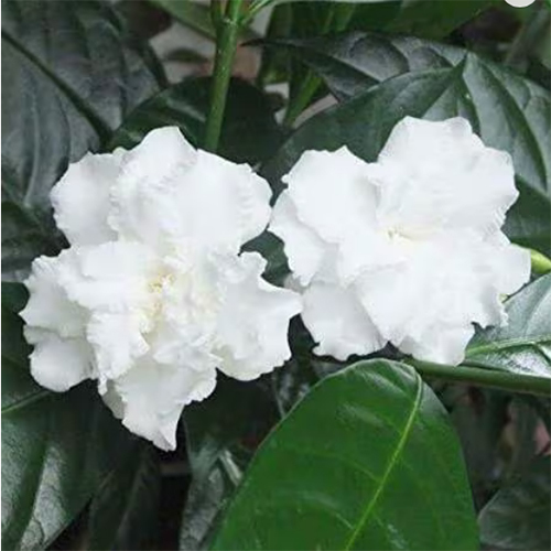 Double Chandni Jasmine Beautiful Flower Plant
