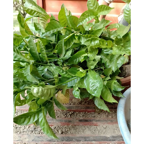 Double Chandni Jasmine Beautiful Flower Plant