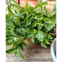 Double Chandni Jasmine Beautiful Flower Plant