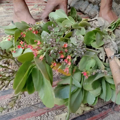 Kalanchoe Plant