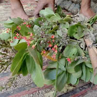 Kalanchoe Plant