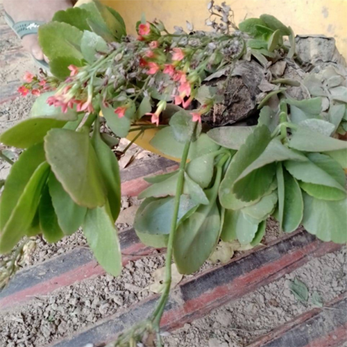 Kalanchoe Plant