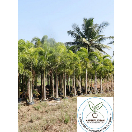 Roystonea Regia Cuban Royal Palm