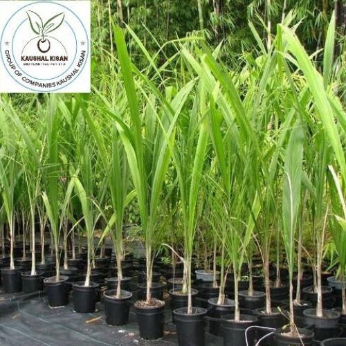 Roystonea Regia Cuban Royal Palm - Breed: Hybrid Or Local Variant