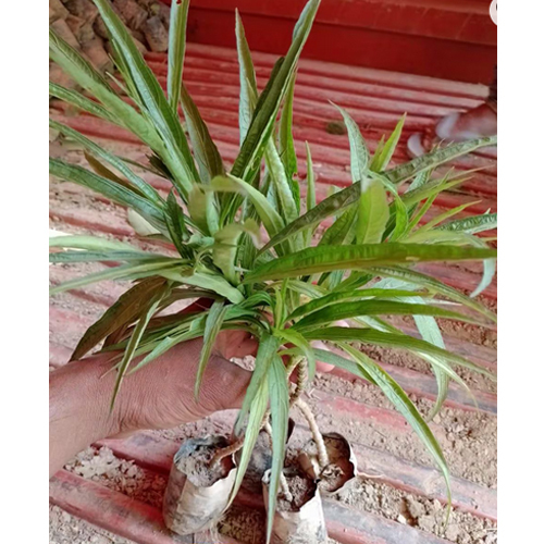 Nargis Plant