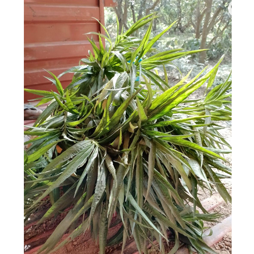 Nargis Plant