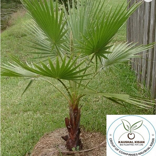 Washingtonia Palm Plant