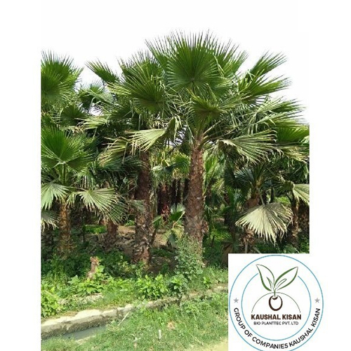 Washingtonia Palm Plant