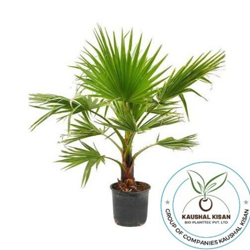 Washingtonia Palm Plant