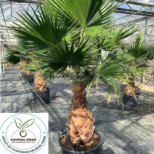 Washingtonia Palm Plant