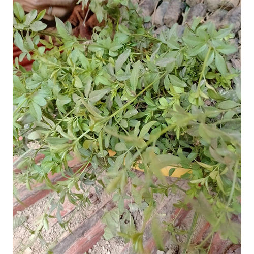 Jasmine Plant