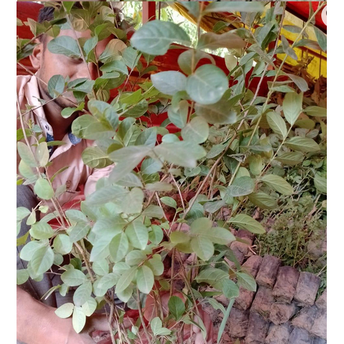 Jasmine Plant - Breed: Hybrid Or Local Variant