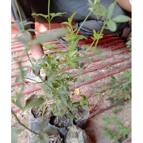 Jasmine Plant - Breed: Hybrid Or Local Variant