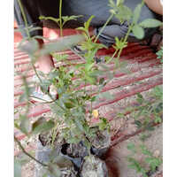 Jasmine Plant
