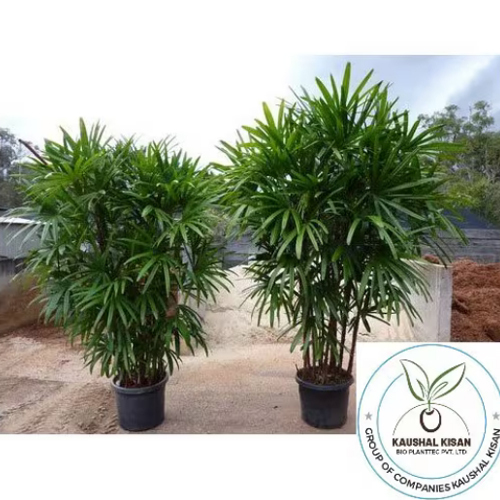 Raphis Palm Plant