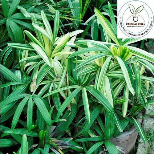 Raphis Palm Plant