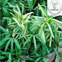 Raphis Palm Plant
