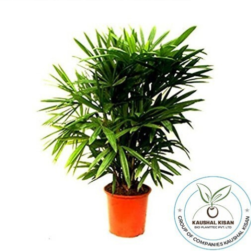 Raphis Palm Plant