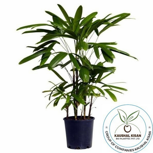 Raphis Palm Plant