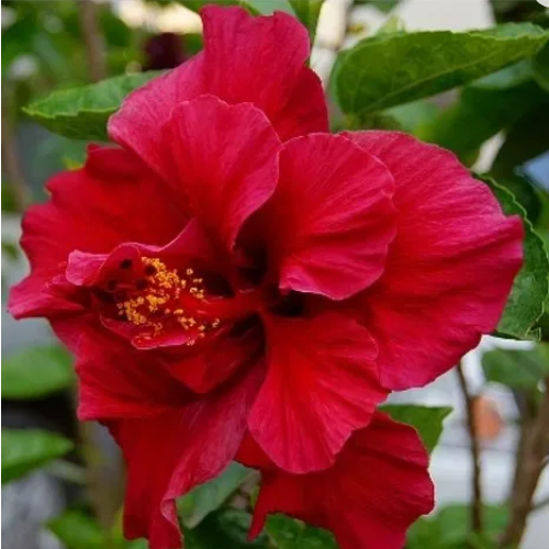 Red Hibiscus Plant