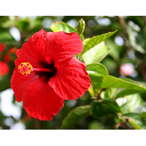 Red Hibiscus Plant