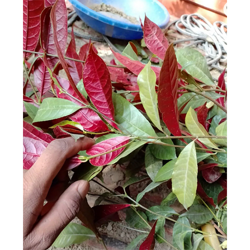 Laila Majnu Plant