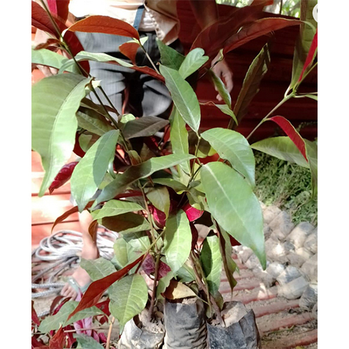 Laila Majnu Plant