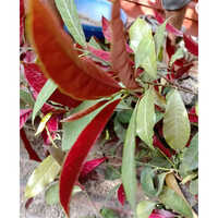 Laila Majnu Plant