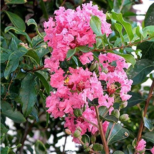 Savani Plant