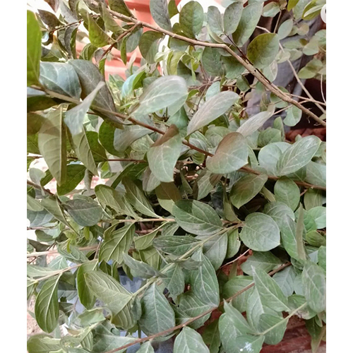 Savani Plant - Breed: Hybrid Or Local Variant