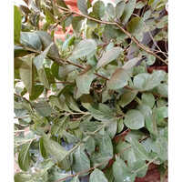 Savani Plant