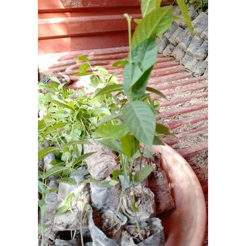 Malti Bel Plant