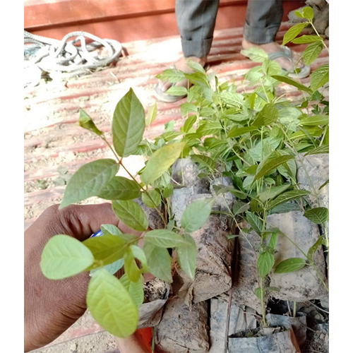 Malti Bel Plant
