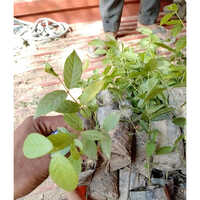 Malti Bel Plant