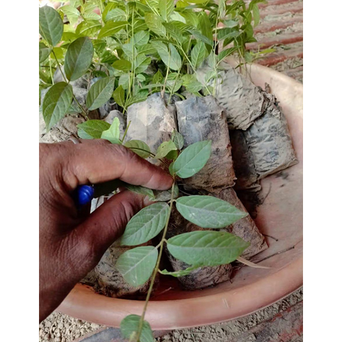 Malti Bel Plant