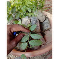 Malti Bel Plant