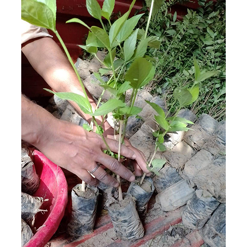 Parijata Plant