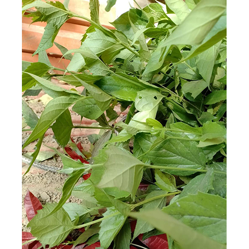 Parijata Plant