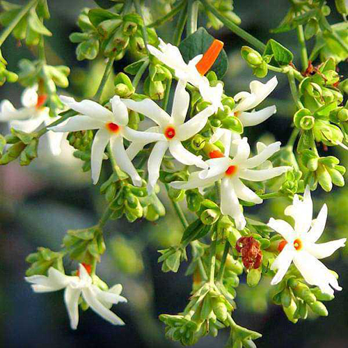 Parijata Plant