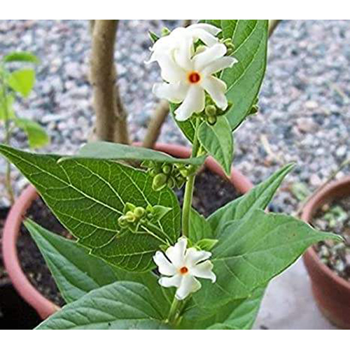 Parijata Plant