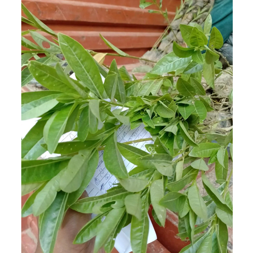 Din Ka Raja Plant