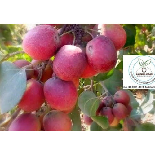 Thai Red Apple Ber Plant