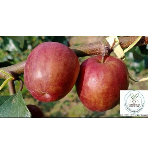 Thai Red Apple Ber Plant