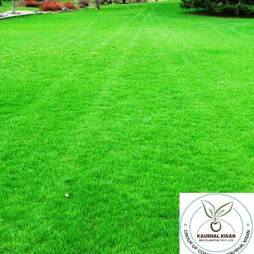 Mexican Grass