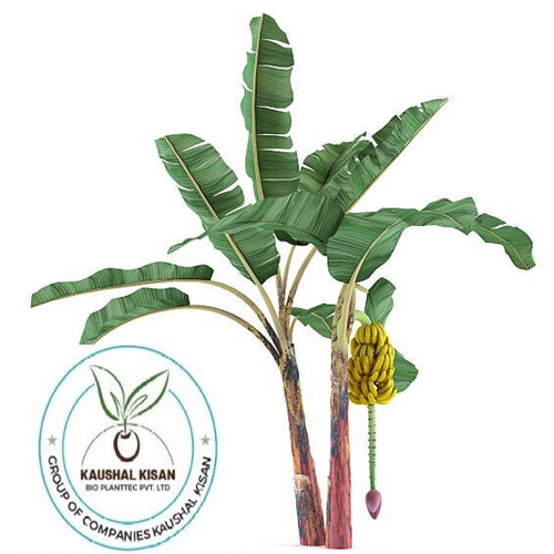 Banana Tissue Culture Plant - Breed: Hybrid Or Local Variant