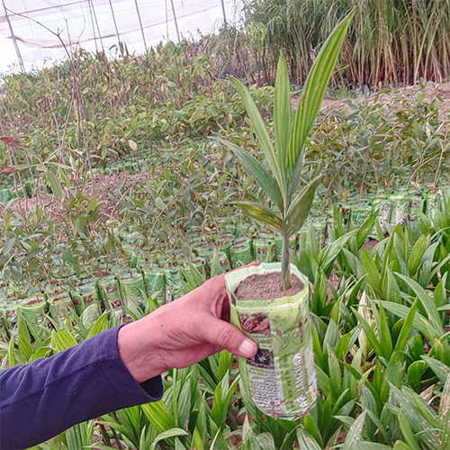 Supari Plant