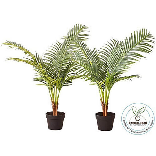 Areca Palm Plant