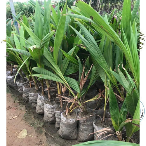 Coconut Plant - Breed: Hybrid Or Local Variant