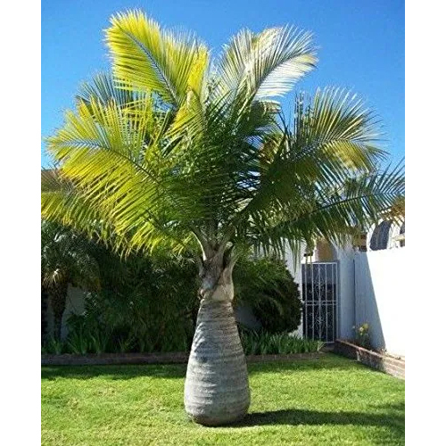 Bottle Palm Plant