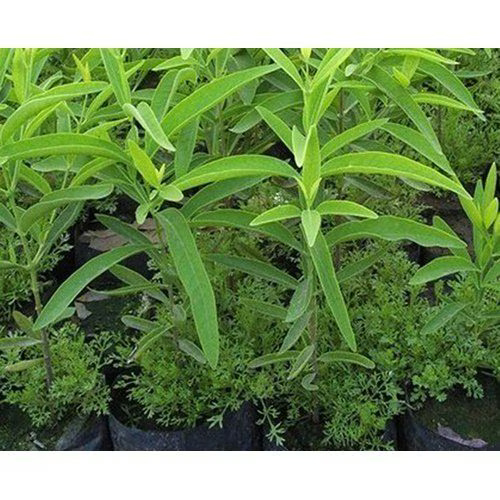 White Sandalwood Plant